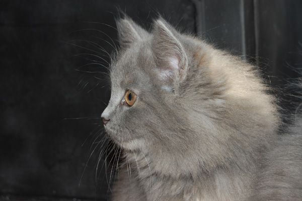 Donna mal im Profil.jpg